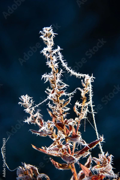 Obraz Frozen plant on a blue background. Selective focus.