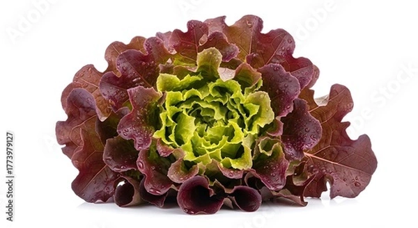 Fototapeta Fresh Red Leaf Lettuce with Water Droplets