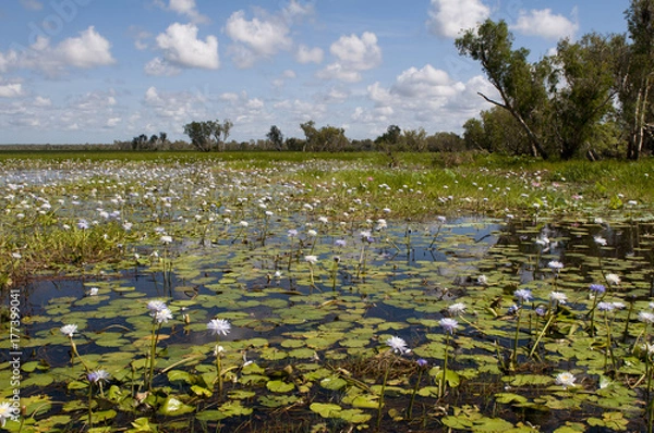 Obraz Glassy Waterlily 