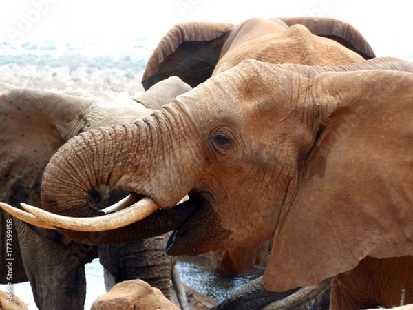 Obraz Thirsty Elephant