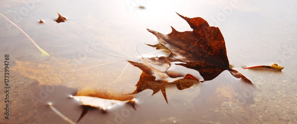 Fototapeta An autumn leaf floats on a calm water surface in a lake. Nature scene on a misty autumn morning.