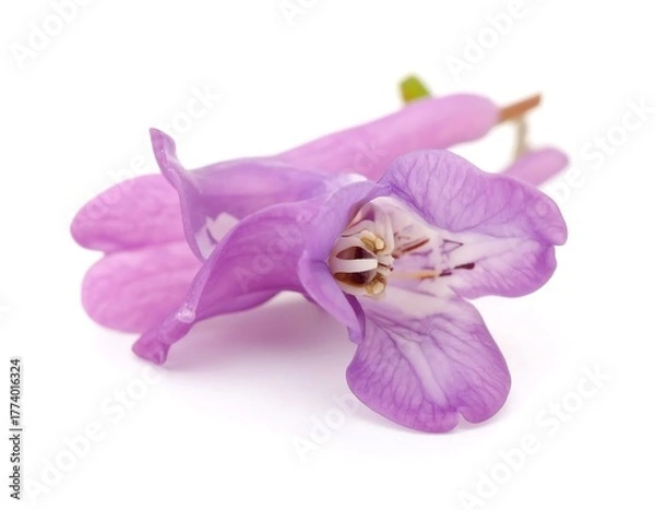 Obraz A close-up of a delicate, light purple flower blossom, isolated on a white background