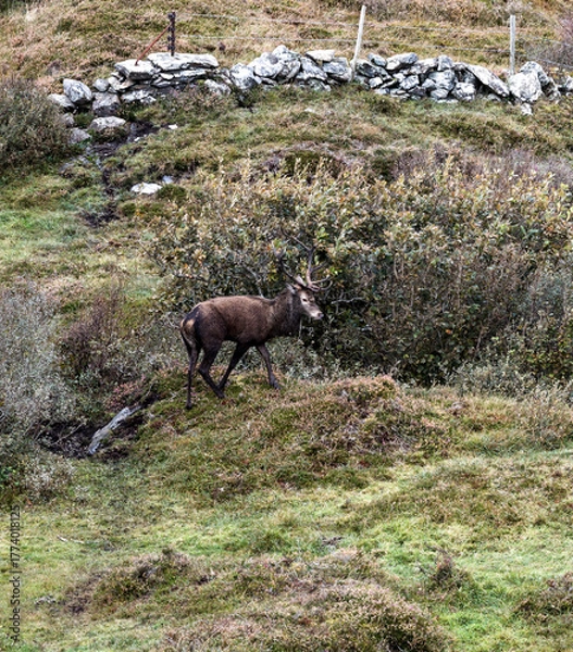 Obraz Lonely red deer stag during the rut in County Donegal, Ireland