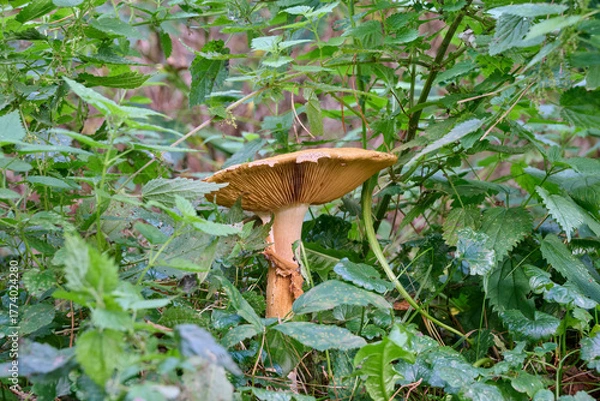 Fototapeta beautiful light brown large mushroom among the green nettles