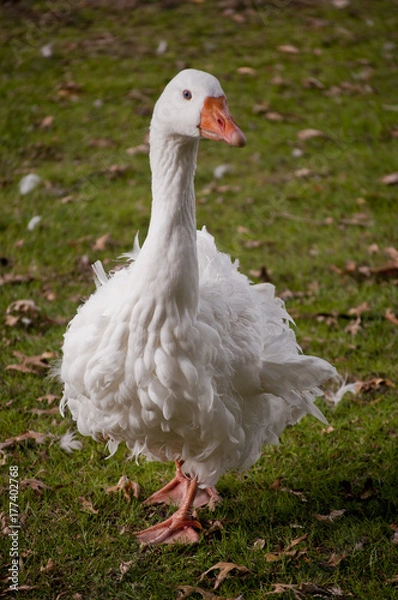 Obraz Ragged Goose