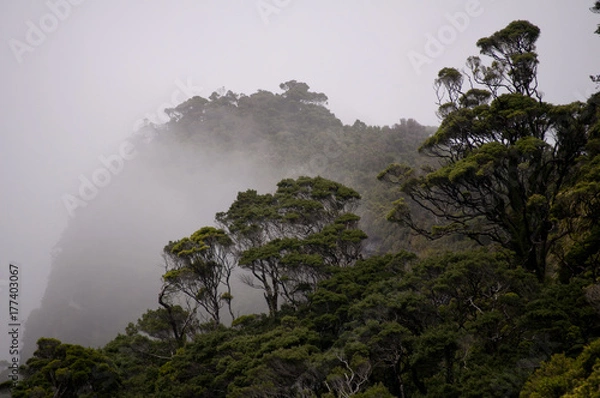 Obraz Misty Rainforest