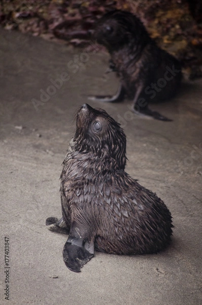 Obraz Seal Pup Pouting