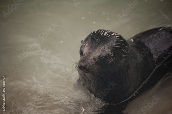 Obraz Just Chillin Pup