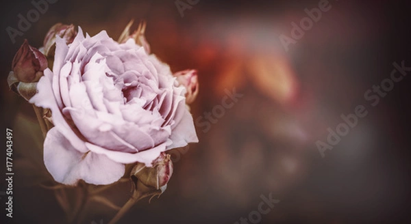 Obraz Einzelne Rose in lila violett mit Textraum