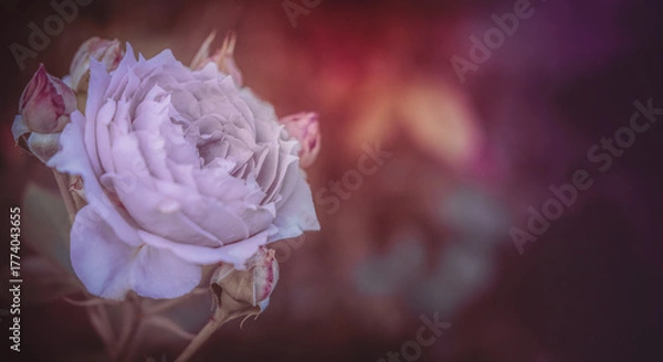 Obraz Einzelne Rose in lila violett mit Textraum