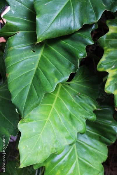 Obraz Close-up of a group of varied leaf textures. Lush foliage textures. Exotic tropical vegetation and incredible botanical patterns