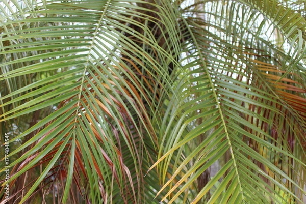 Obraz Close-up of a group of varied leaf textures. Lush foliage textures. Exotic tropical vegetation and incredible botanical patterns