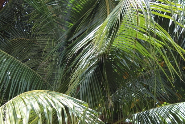 Obraz Close-up of a group of varied leaf textures. Lush foliage textures. Exotic tropical vegetation and incredible botanical patterns