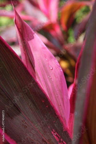 Obraz Close-up of a group of varied leaf textures. Lush foliage textures. Exotic tropical vegetation and incredible botanical patterns