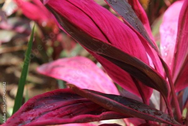 Obraz Close-up of a group of varied leaf textures. Lush foliage textures. Exotic tropical vegetation and incredible botanical patterns