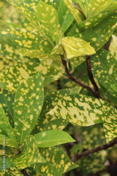 Obraz Close-up of a group of varied leaf textures. Lush foliage textures. Exotic tropical vegetation and incredible botanical patterns