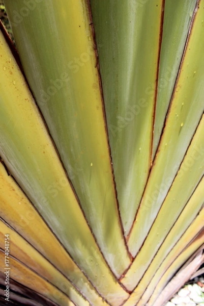 Obraz Close-up of a group of varied leaf textures. Lush foliage textures. Exotic tropical vegetation and incredible botanical patterns