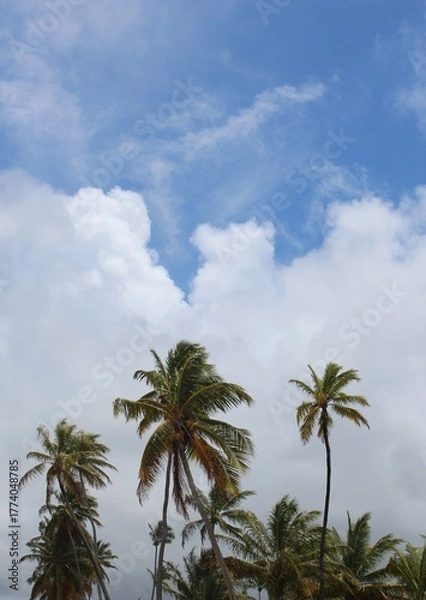 Obraz Close-up of a group of varied leaf textures. Lush foliage textures. Exotic tropical vegetation and incredible botanical patterns