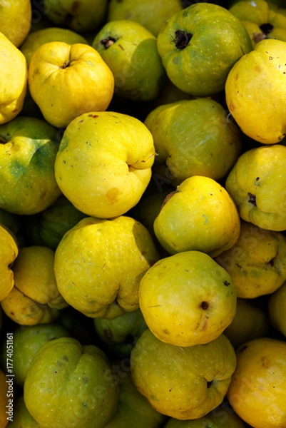 Obraz Ripe quince fruit, top view.cQuince background.
