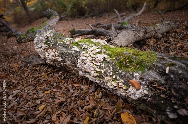 Fototapeta Decomposition in the Autumn Forest
