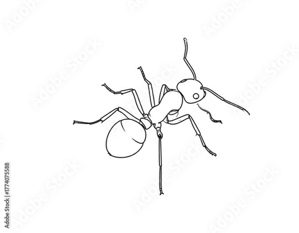 Fototapeta A minimalist line drawing of an ant facing downwards on a plain white background