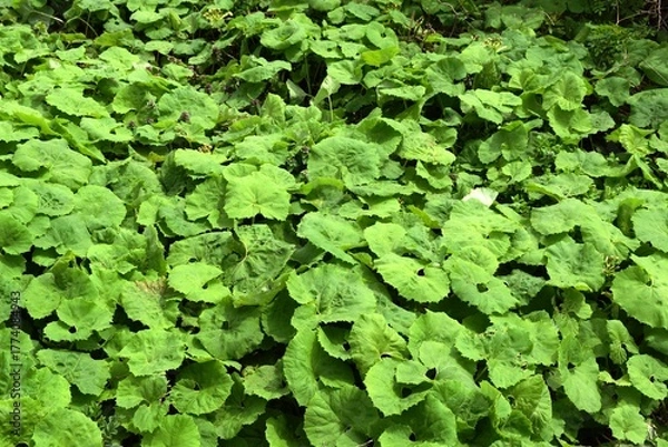 Obraz 自生しているフキ