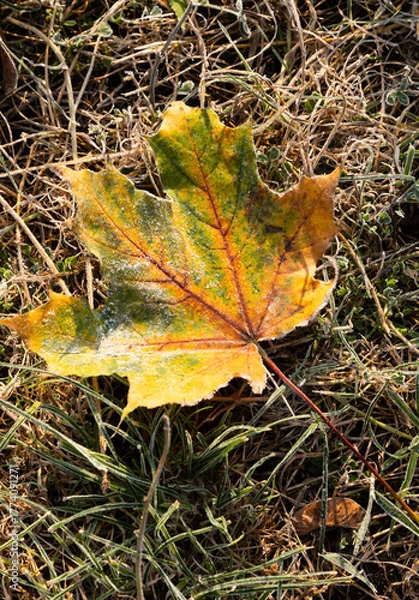Fototapeta autumn leaves  on the ground