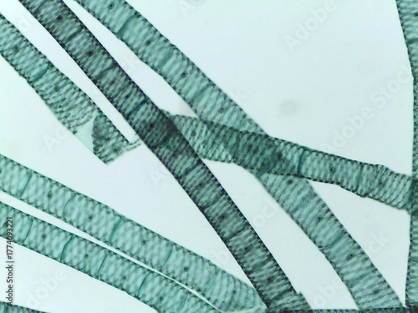 Fototapeta Microscopic View of Multiple Spirogyra Filaments Showing Segmented Cells and Spiral Chloroplas