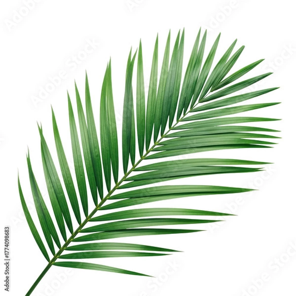 Fototapeta Close-up of lush, green palm leaf on a stark, black background