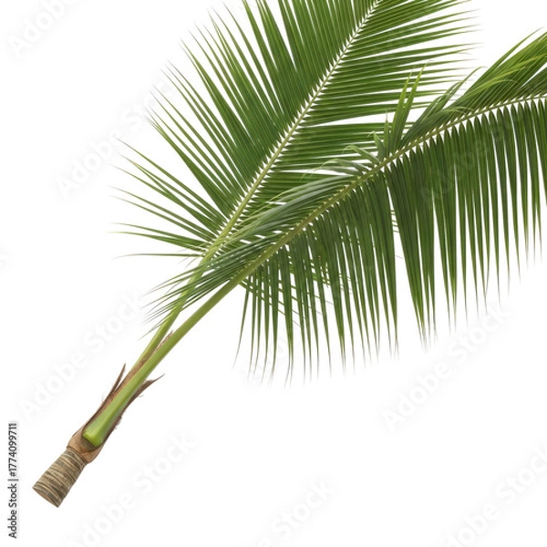 Obraz A vibrant, close-up shot of a tropical palm frond, isolated on black