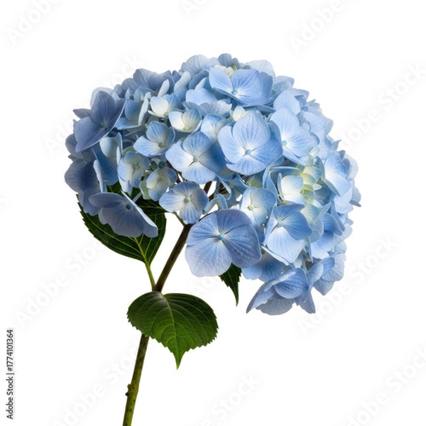 Fototapeta Close-up of a vibrant blue hydrangea blossom with green leaves