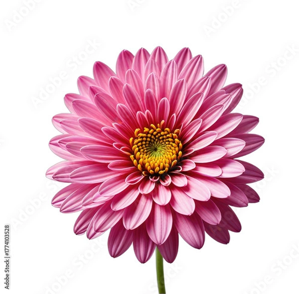 Fototapeta Close-up of a vibrant pink flower with a yellow center, black background