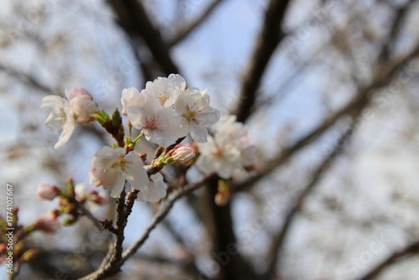 Obraz 満開の桜