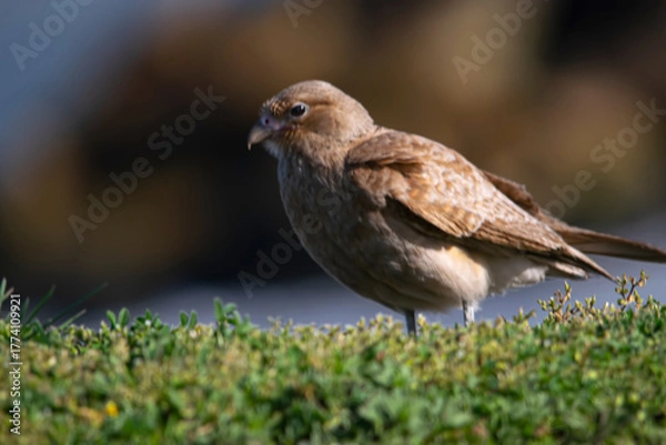 Obraz Chimango perched on the coast , in Argentina