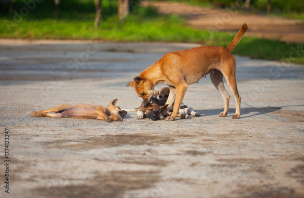 Fototapeta A heartwarming scene of a local mother dog caring for her puppies. The dog family plays and sunbathes together in the morning light in a rural setting