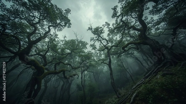 Obraz fog in the forest