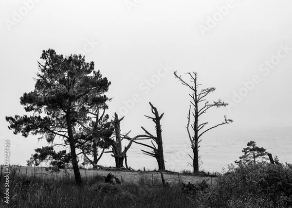 Fototapeta Tree Graphic 1