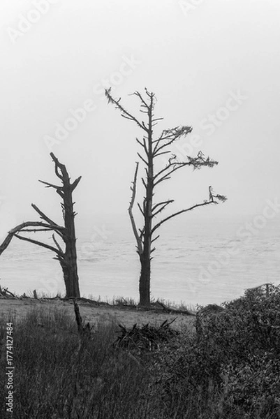 Fototapeta Tree Graphic 2