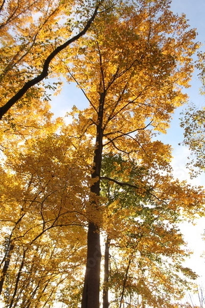 Obraz Trees in Autumn