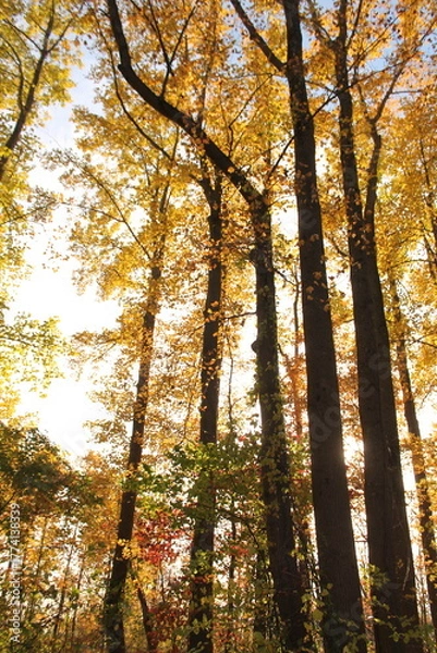 Obraz Trees in autumn