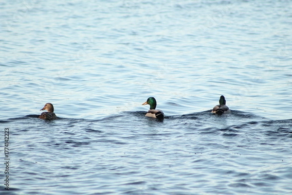 Obraz Ducks on a lake