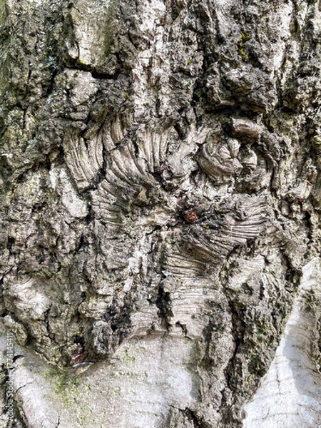 Obraz Rinde eines alten Baumes mit typischen Muster
