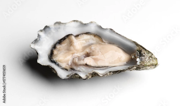Obraz Oyster on white background, macro shot of open one fresh french Fine de Claire oyster. Gourmet food. Seafood. Macro shot. Top view. 