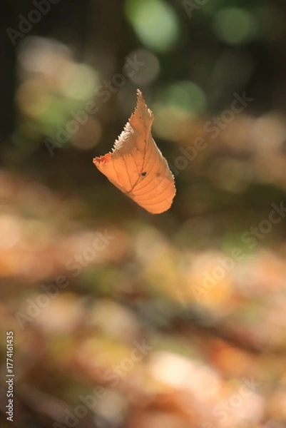 Obraz leaf in the air