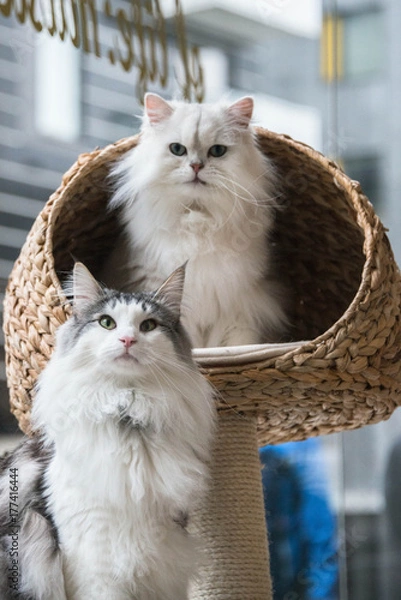 Fototapeta A Norweigan forest cat and a chinchilla persian cat sitting on a cat bed