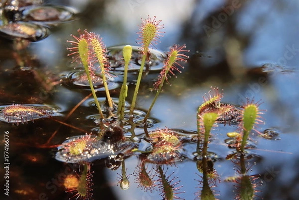 Obraz sundew leaves
