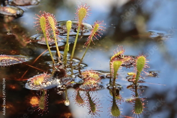 Obraz sundew plants