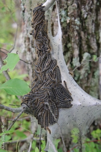 Obraz tent caterpillars