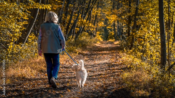 Obraz Senior woman walking a dog on a forest trail during a late afternoon in autumn