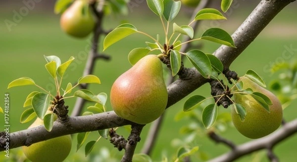 Fototapeta Sunlit pear orchard showcasing ripening fruit and fresh foliage on robust branches against green
